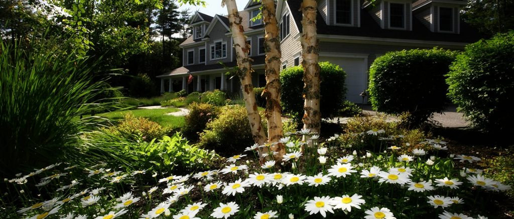 House with green trees and bushes, a lush lawn and large white daisies.